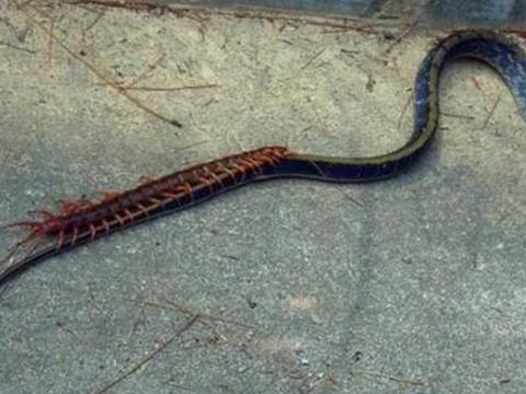 农村大爷家后院上演蜈蚣大战菜花蛇,岂料被第三者插足这是为何?