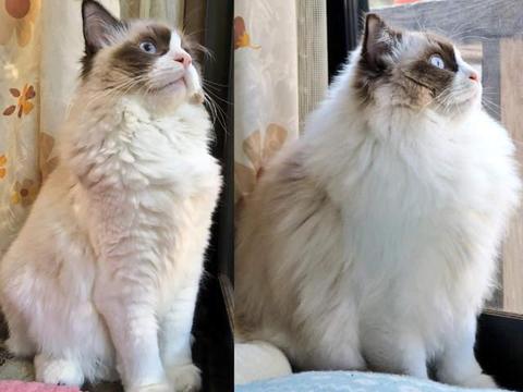 宠物空气净化器有必要买吗 换毛季家里浮毛异味如何轻松应对