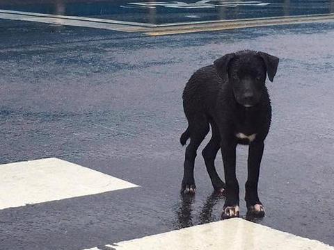4个月大狗狗淋雨坐在十字路口的画面超凄.