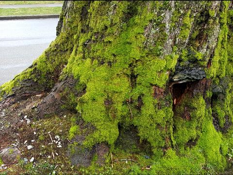 植物百科（二十八）苔藓|苔藓|植物|假根|陆生|泥炭藓_新浪新闻