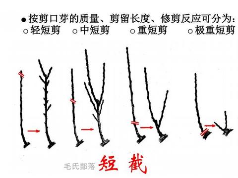 梨树栽培技术 整形修剪方法之短截|整形|枝条|梨树_新浪新闻