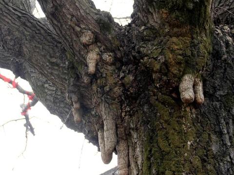 蜜蜂眼中的世界