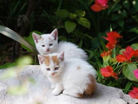 家中养有宠物的朋友 养花需要知道这些方面