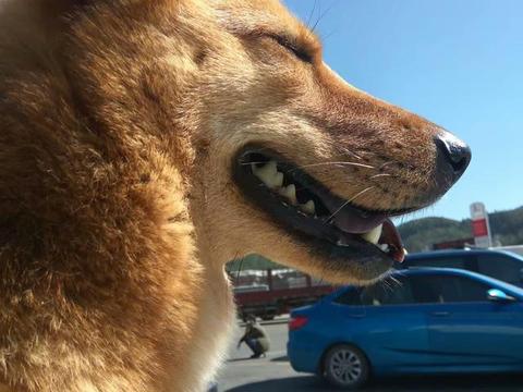 只有巴掌大的狗狗你见过吗?又软又萌,网友:被秒到血槽已空!