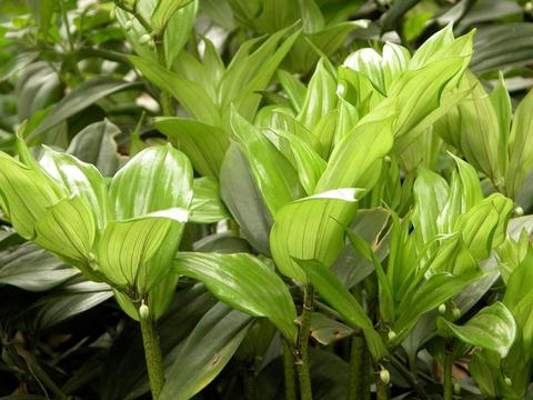 农村这8种野菜山珍,被称为"草八珍",第3种高达2000元一斤|猴头菇|野菜