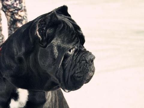 奇闻:弃养黑猫数字创新高,只因拍出来发朋友圈不好看?