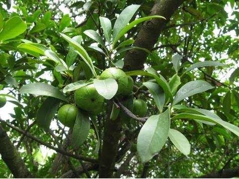 它与榴莲是"夫妻果",树上"十年结一果",人们直呼吃不起!