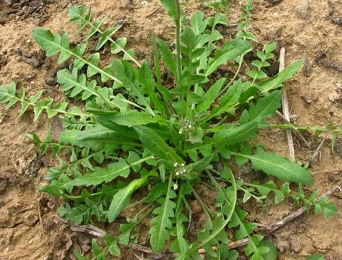 这种野菜被称为灵丹草能止血减肥老农最爱用它包饺子