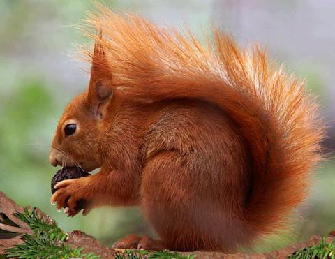 它:中国家庭上万人饲养 你了解吗|松鼠|家庭|食物_新浪新闻