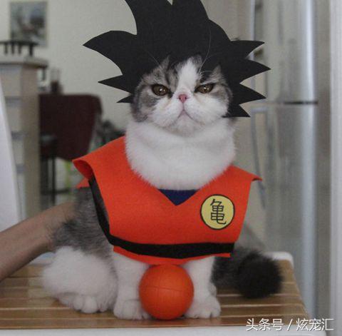 养两只脾气很好的猫咪是什么样的体验?哈哈哈感觉快被主人玩坏了