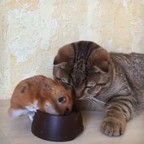 仓鼠不停吃着猫碗里的粮食,猫露出的表情让主人笑喷:这猫太怂了