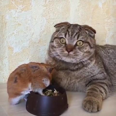 仓鼠不停吃着猫碗里的粮食,猫露出的表情让主人笑喷:这猫太怂了