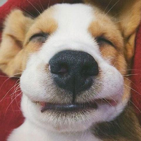 主人家虎头虎脑的小比格,网友:这大耳朵也是没谁了!