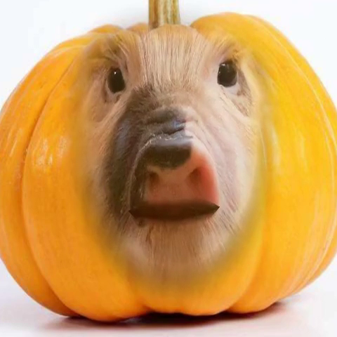 群主发红包,谁是配音太搞笑了,搞笑的视频有群