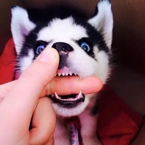 小奶狗也可以这么凶好怕怕喔