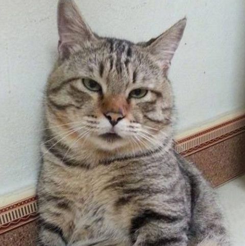 一只失恋的喵星人 感觉猫生无望 主人说猫猫每天都这幅表情