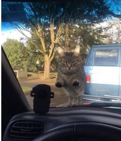 但是猫皇表情面露凶光,目不眨眼地怒瞪着车内的主人,原来是主人出门赶