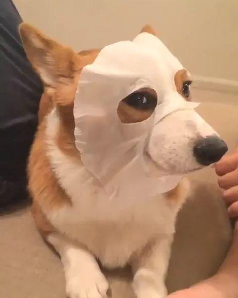 让它老老实实的坐住,撕开一张面膜就直接贴到了狗脸上去