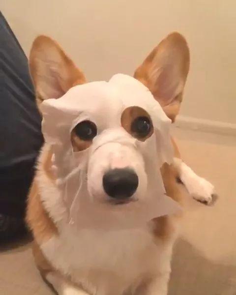 宠物面膜美肤效果好,柯基老板亲自上镜为自己代言