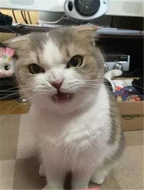 主人家的一只猫咪,表情非常凶,网友:凶萌凶萌的!