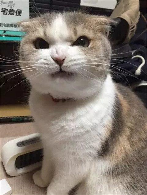 主人家的一只猫咪,表情非常凶,网友:凶萌凶萌的!