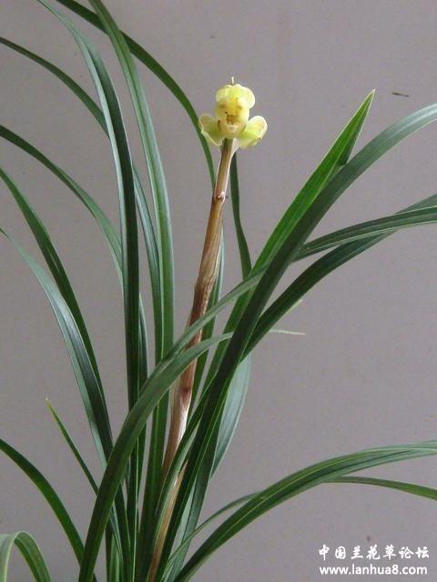 刚下山的春兰新品梅瓣|兰花|花杆|新品_新浪新闻