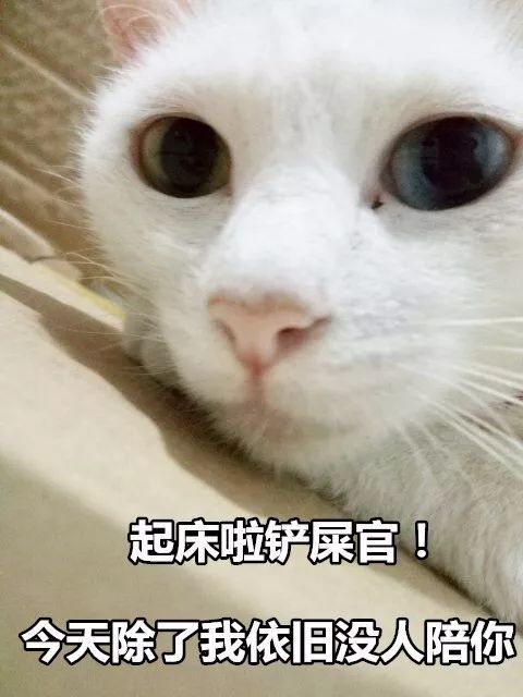 看完这组猫咪表情包后,我哇的一声哭了出来.