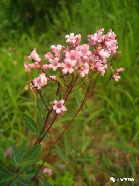 茶棵有很强的耐盐碱,耐寒,耐旱,耐沙,耐风等特性,野生于岸边.