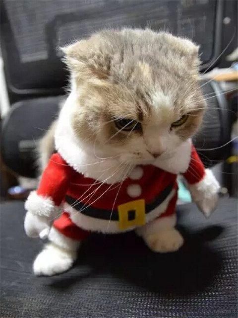 主人家的一只猫咪,表情非常凶,网友:凶萌凶萌的!