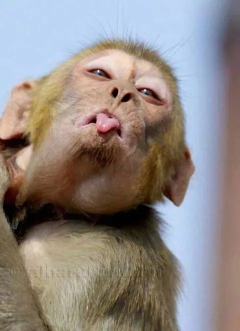 搞笑太威武:这写动物都成精了,哈哈哈,太逗了