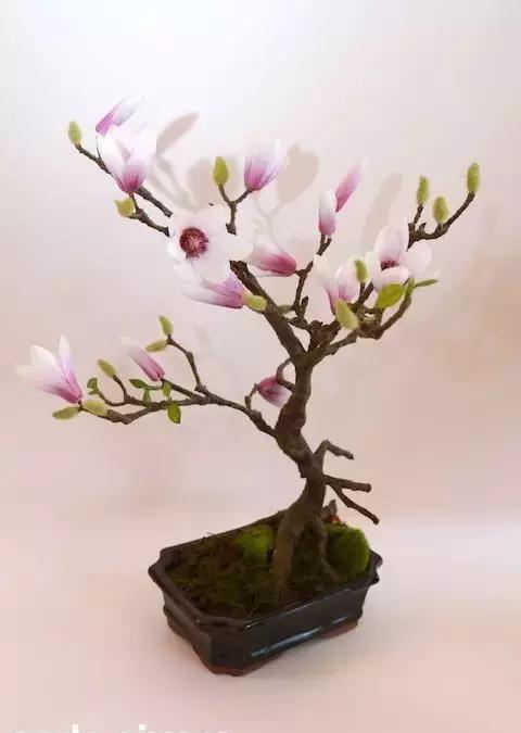 玩盆景能体味到朝饮木兰之坠露的雅趣吗