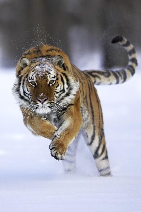 生活在陆地上的五个最具代表性的食肉猛兽