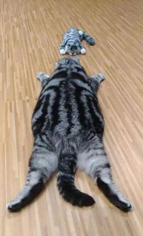 猫咪模仿玩偶趴在地上姿势神还原,喵:敌不动我不动