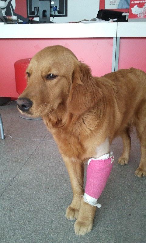 狗狗|离家出走|出差_新浪新闻