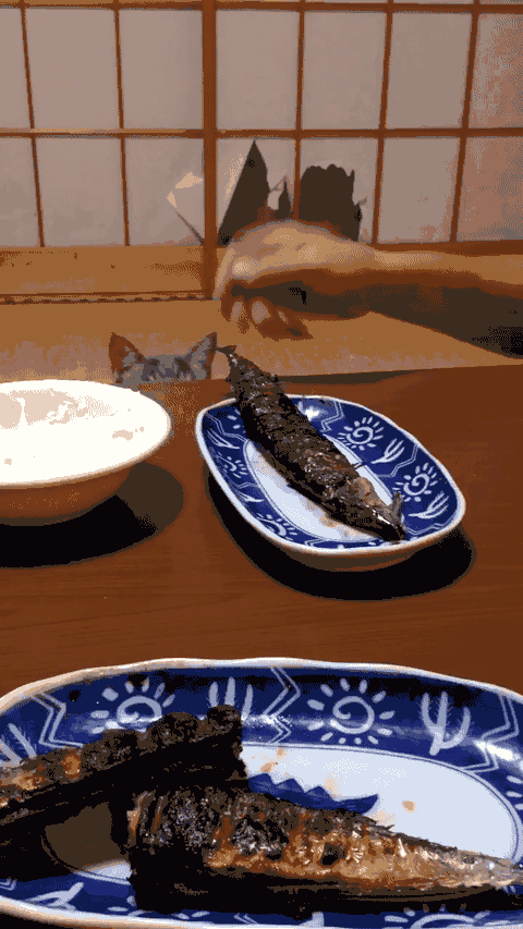 480_853竖版 竖屏gif 动态图 动图