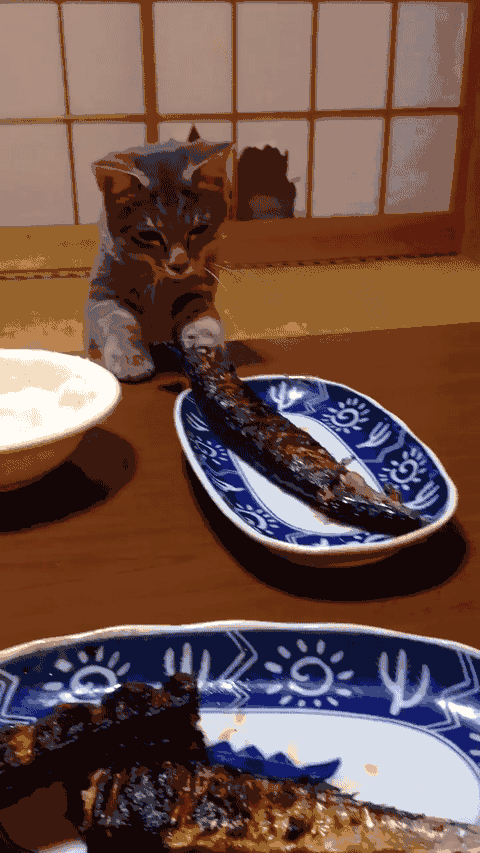 480_853竖版 竖屏gif 动态图 动图