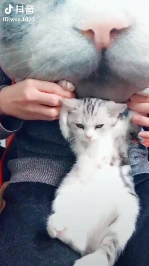 晚安最近超火的一首歌《少林英雄》完整版MV