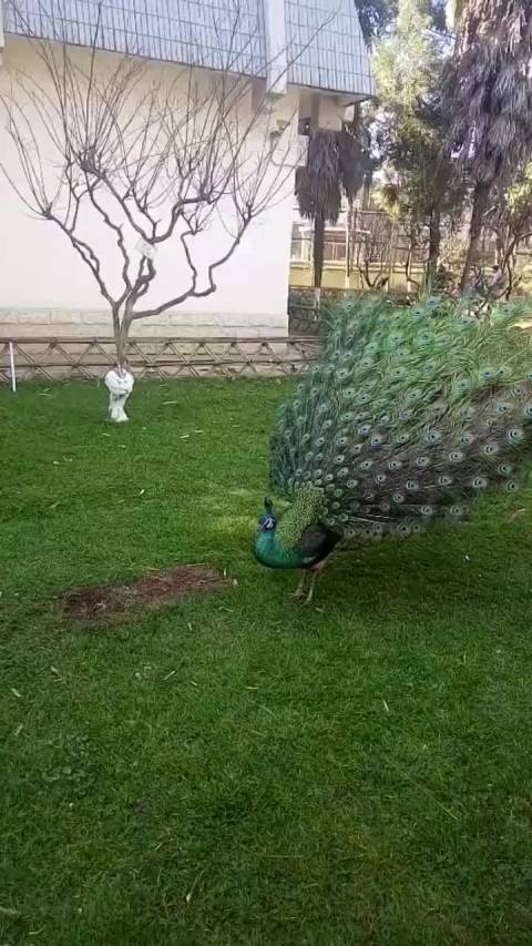 孔雀开屏瞬间真滴美  搞笑新年新套路迷.