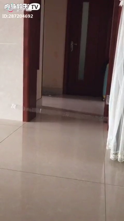 猫的反应速度是狗的七倍