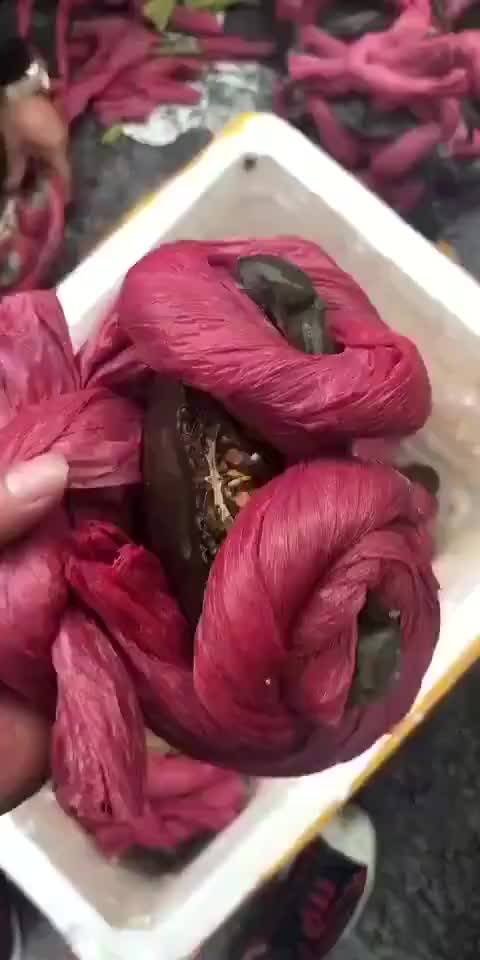 只见绳子,不见蟹,绑绳子那个人技术太高了! 这个称斤算绳子吗?| 南宁.