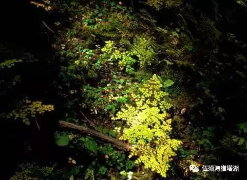 正文                       其中森林植被类型有:冷杉林,落叶松林