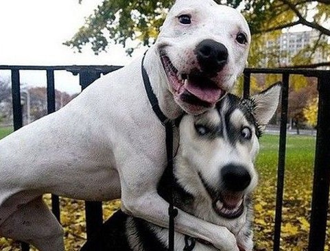 二哈为什么会撒手没我认为是这些原因