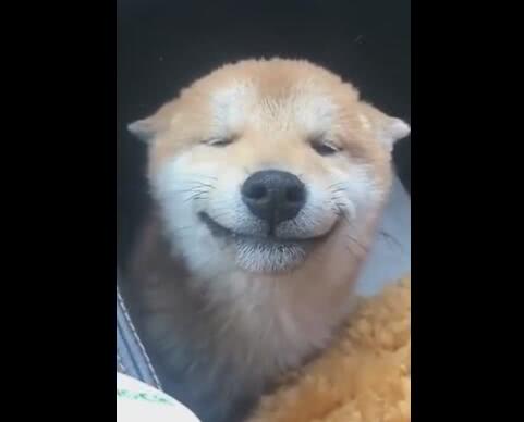 狗狗拒绝吃营养片,微笑拒绝主人,笑容很职业!