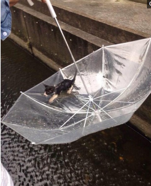 小奶猫落水大声呼救男子使出绝技将其救上岸行为令人称赞