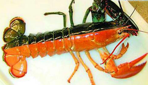 变异的它不仅是双色还雌雄同体|龙虾|水族馆|双色_新浪新闻