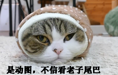 爆笑猫咪动图