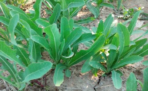 农村这种野菜,城里人没胆吃,农村人抢着吃,吃过2种是农村人