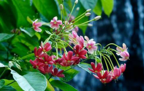 这长着绒毛的植物,你见过么,中医说可是味很好的中药材|水翁|中药材