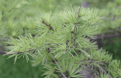 松针,松树的叶,叶状似针,故称.松针为松科松属植物中的西伯利