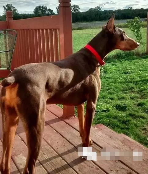 看好你家长腿狗子要是和柯基相爱了有你们搞笑的